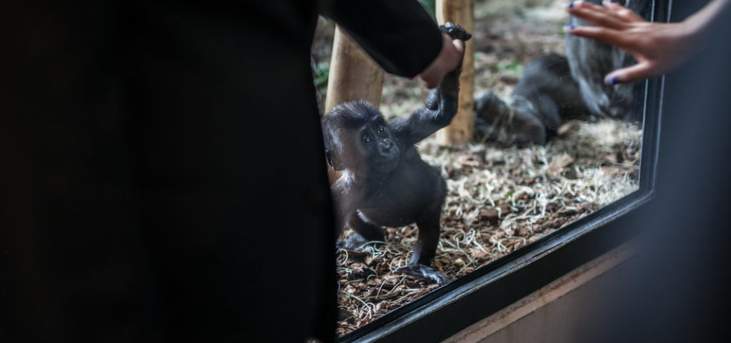 Lincoln Park Zoo Wedding - Ape Room