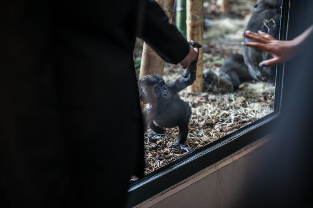 Lincoln Park Zoo Wedding - Ape Room