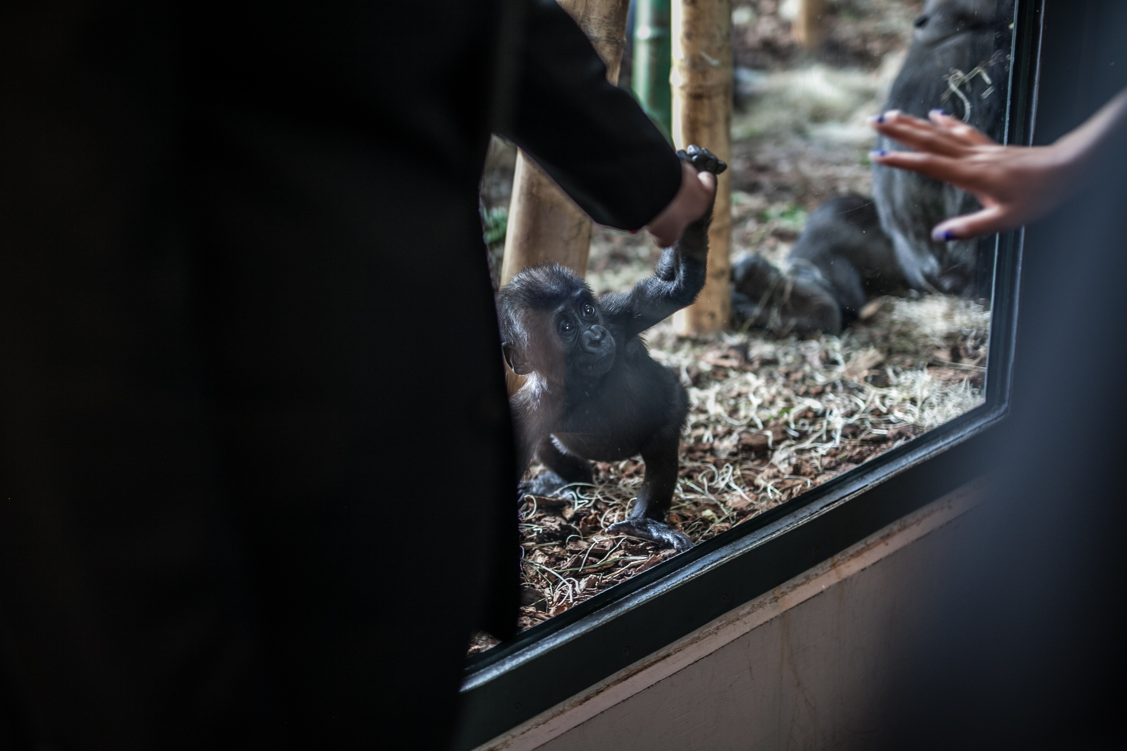 Lincoln Park Zoo Wedding - Ape Room